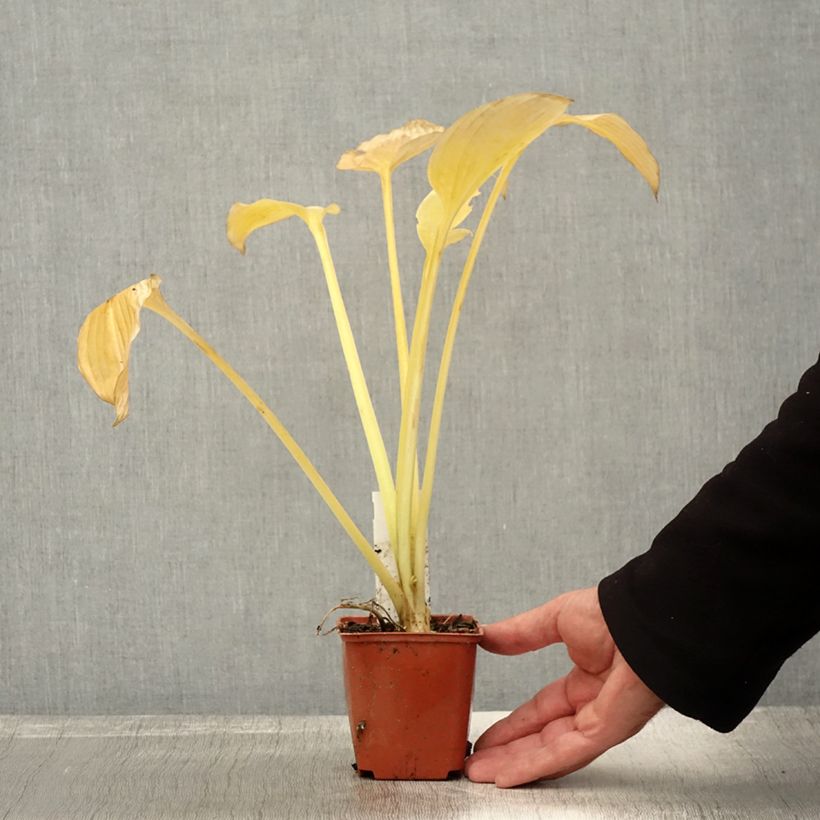 Amostra de Hosta fortunei var. hyacinthina Vaso de 8/9 cm tal como entregue no outono
