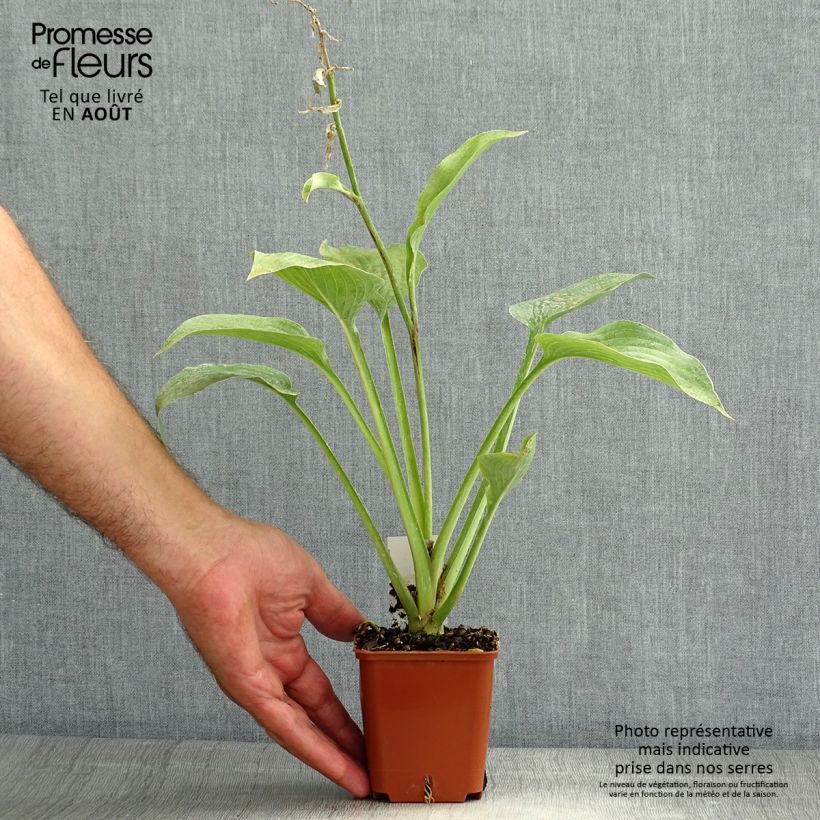 Amostra de Hosta fortunei var. hyacinthina Vaso de 8/9 cm tal como entregue no verão