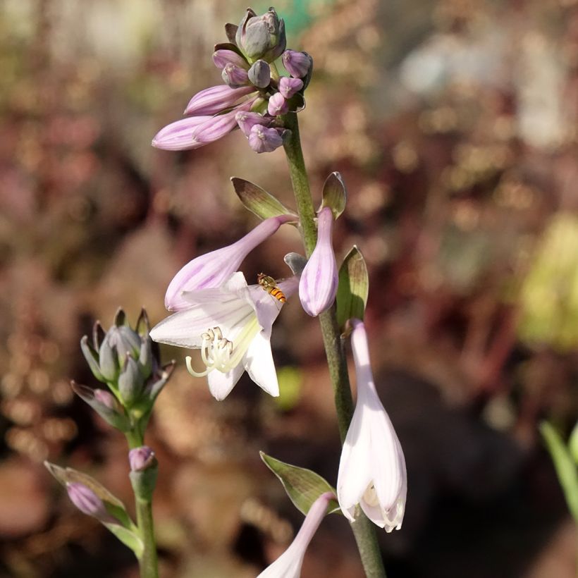Hosta fortunei var. hyacinthina (Floração)