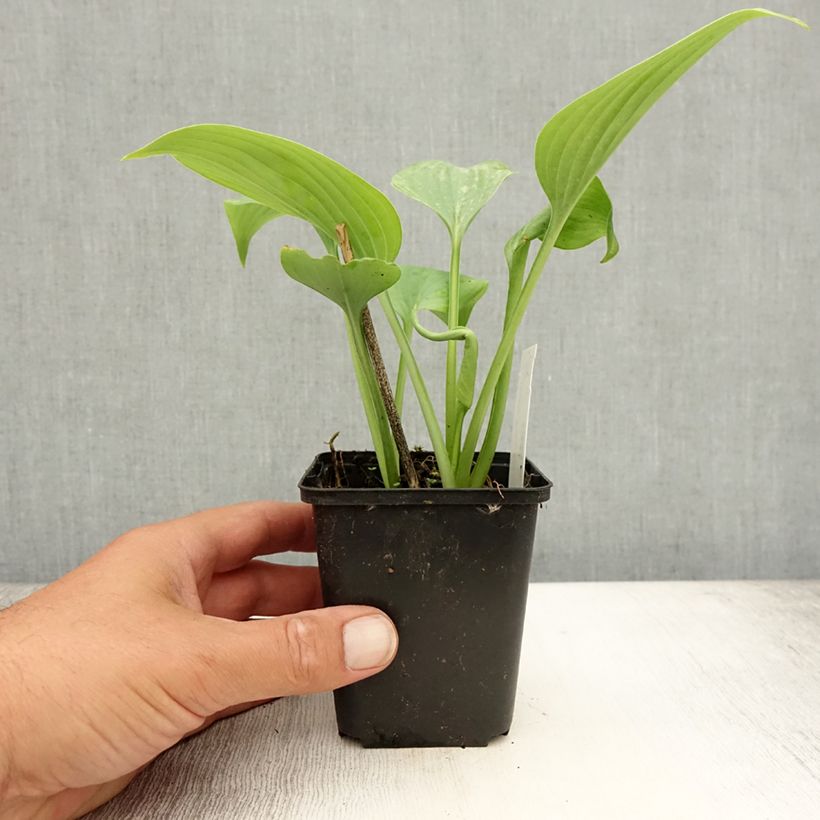 Amostra de Hosta Fragrant Blue Vaso de 8/9 cm tal como entregue no verão
