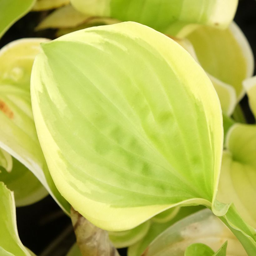 Hosta Fragrant Bouquet (Folhagem)