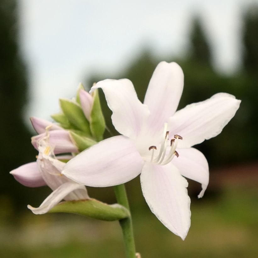 Hosta Fragrant Bouquet (Floração)