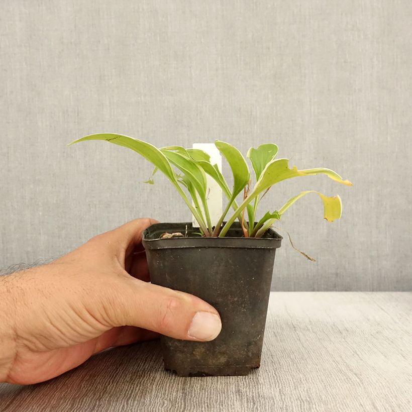 Amostra de Hosta Fragrant Fire Vaso de 8/9 cm tal como entregue no outono