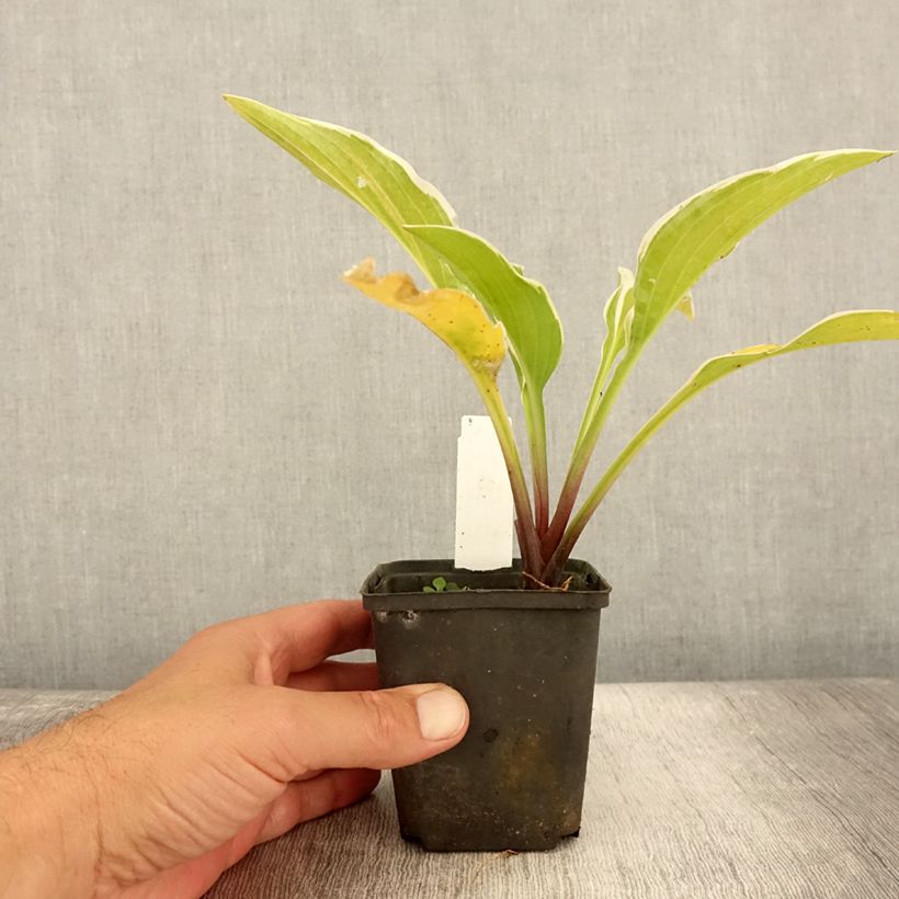 Amostra de Hosta Fragrant Fire Vaso de 8/9 cm tal como entregue no verão