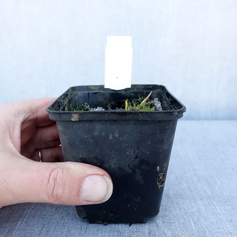 Amostra de Hosta Fragrant Fire Vaso de 8/9 cm tal como entregue no inverno