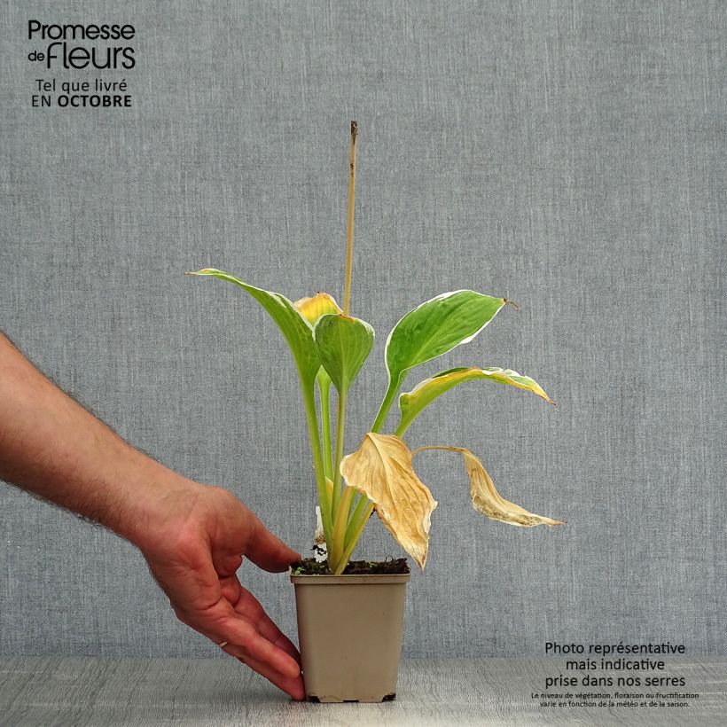 Amostra de Hosta fortunei Francee Vaso de 8/9 cm tal como entregue no outono