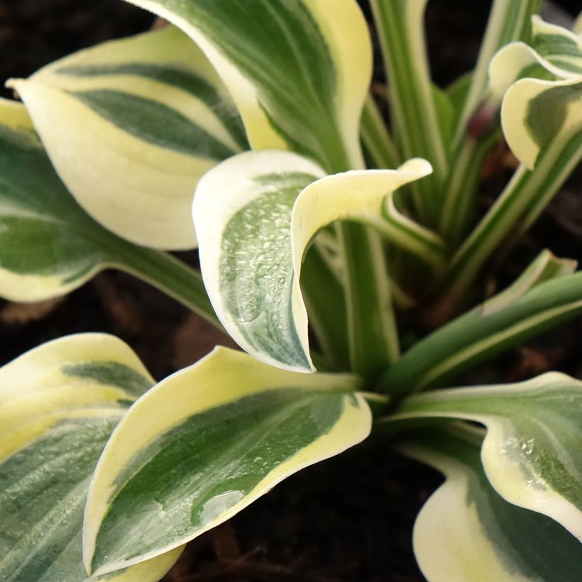 Hosta Frosted Mouse Ears (Folhagem)