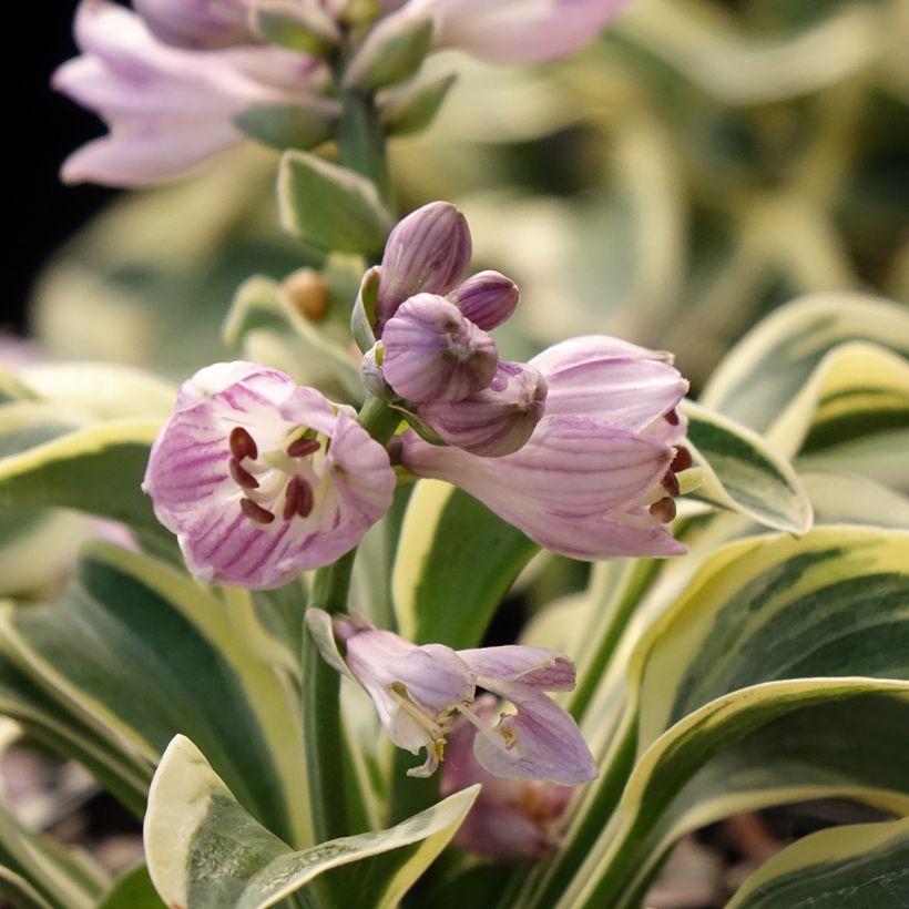 Hosta Frosted Mouse Ears (Floração)