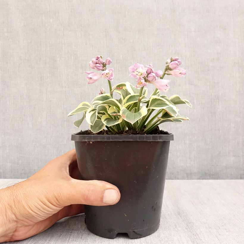 Amostra de Hosta Frosted Mouse Ears Vaso de 1,5 L/2 L tal como entregue no verão