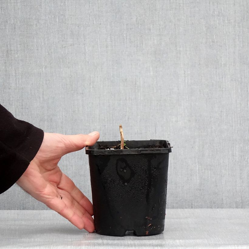 Amostra de Hosta Frosted Mouse Ears Pot de 1,5L/2L tal como entregue no inverno