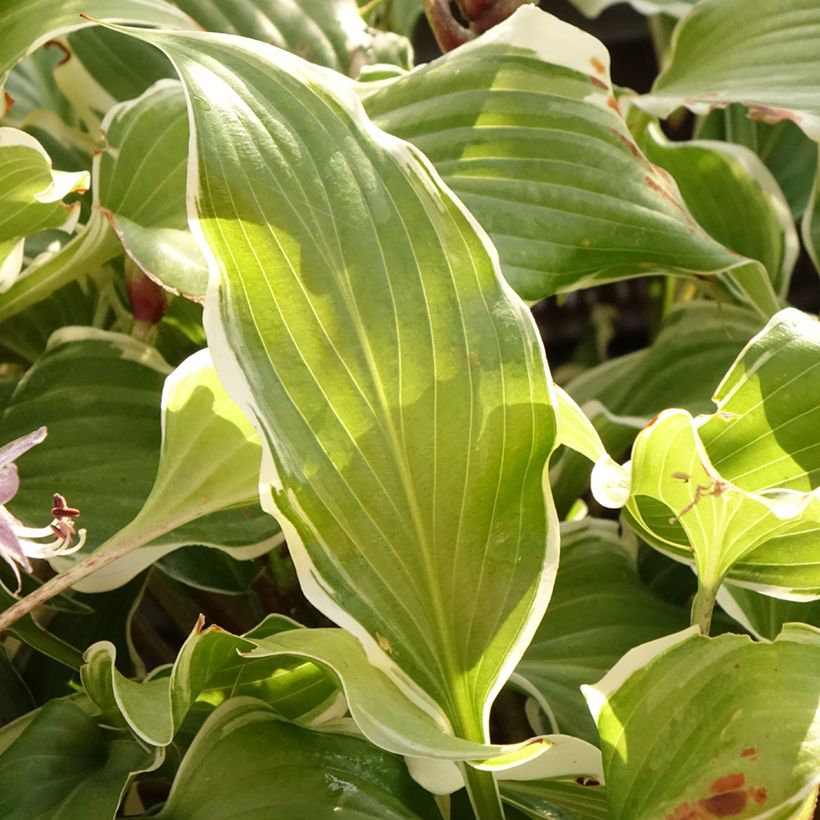 Hosta Frosted Raspberry - Funkia (Folhagem)