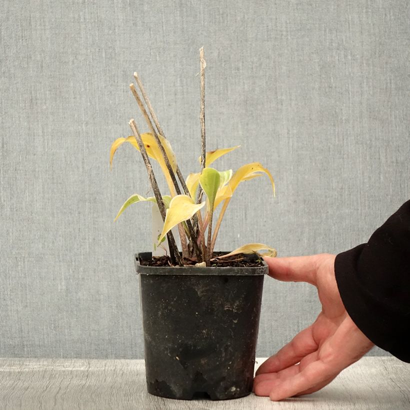 Amostra de Hosta Frosted Raspberry Pot de 1,5L/2L tal como entregue no outono