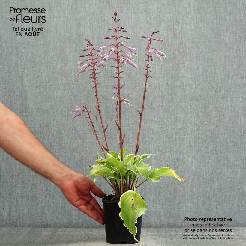 Amostra de Hosta Frosted Raspberry - Funkia Vaso de 1,5 L/2 L tal como entregue no verão