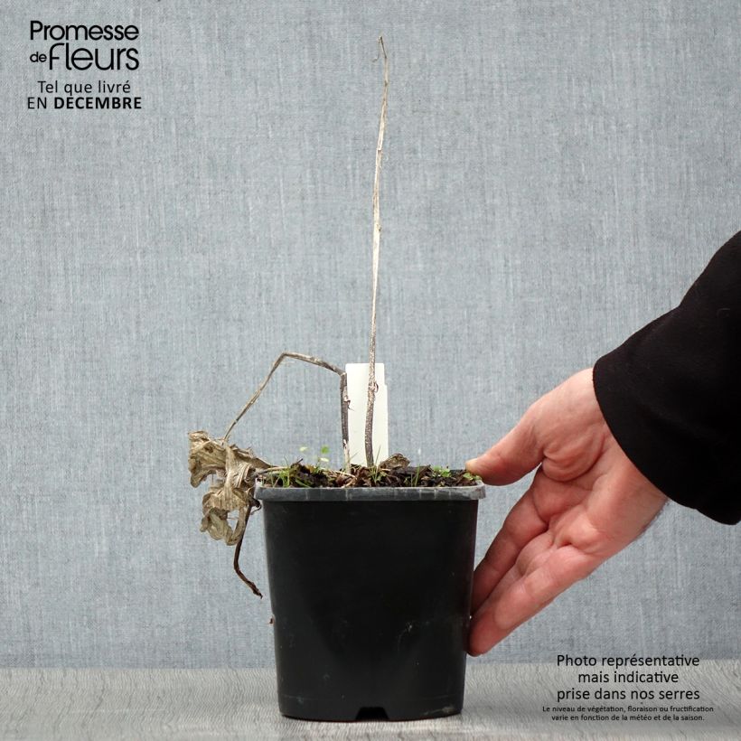 Amostra de Hosta Frosted Raspberry Pot de 1,5L/2L tal como entregue no inverno