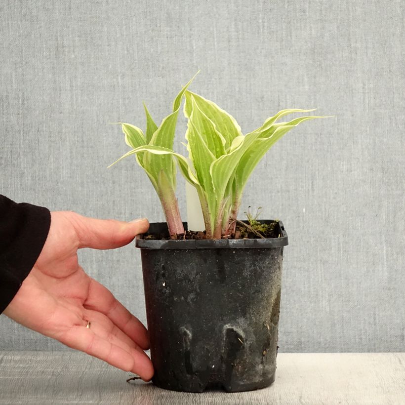 Amostra de Hosta Frosted Raspberry Vaso de 1,5 L/2 L tal como entregue na primavera