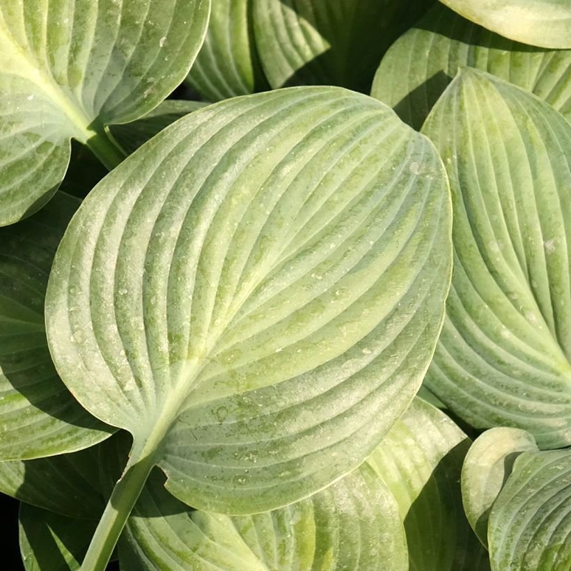 Hosta Goldbrook Glimmer - Funkia (Folhagem)