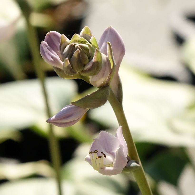 Hosta Goldbrook Glimmer - Funkia (Floração)