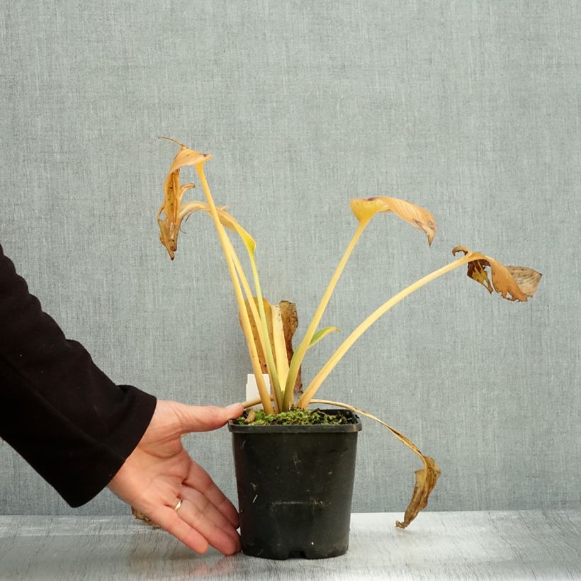 Amostra de Hosta Goldbrook Glimmer - Funkia Vaso de 1,5 L/2 L tal como entregue no outono