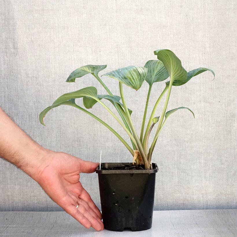 Amostra de Hosta Goldbrook Glimmer - Funkia Vaso de 1,5 L/2 L tal como entregue no verão