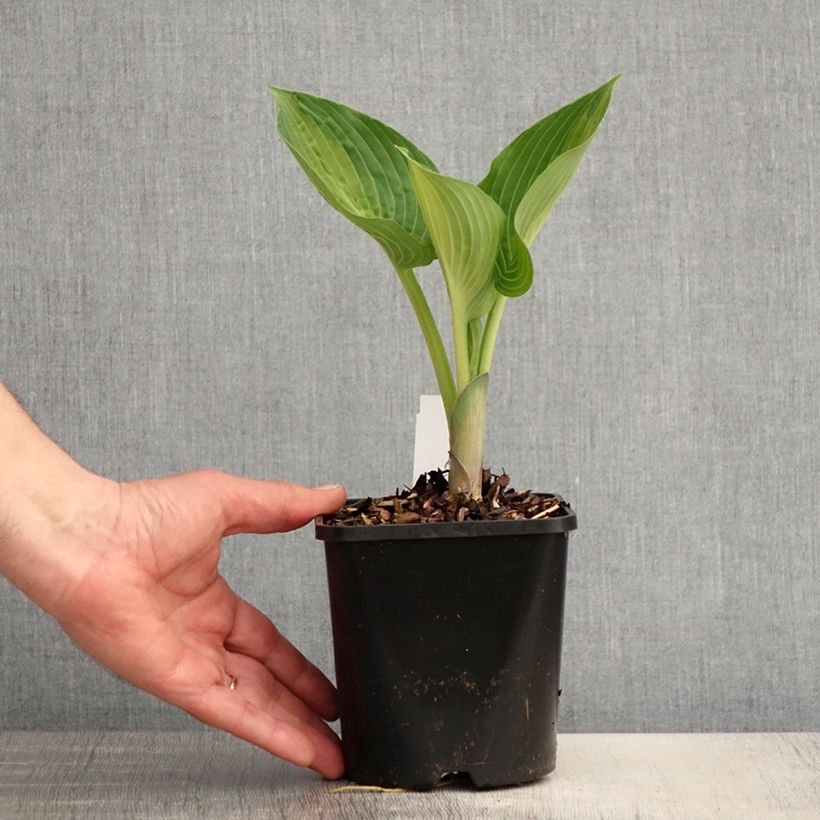 Amostra de Hosta Goldbrook Glimmer Vaso de 1,5 L/2 L tal como entregue na primavera