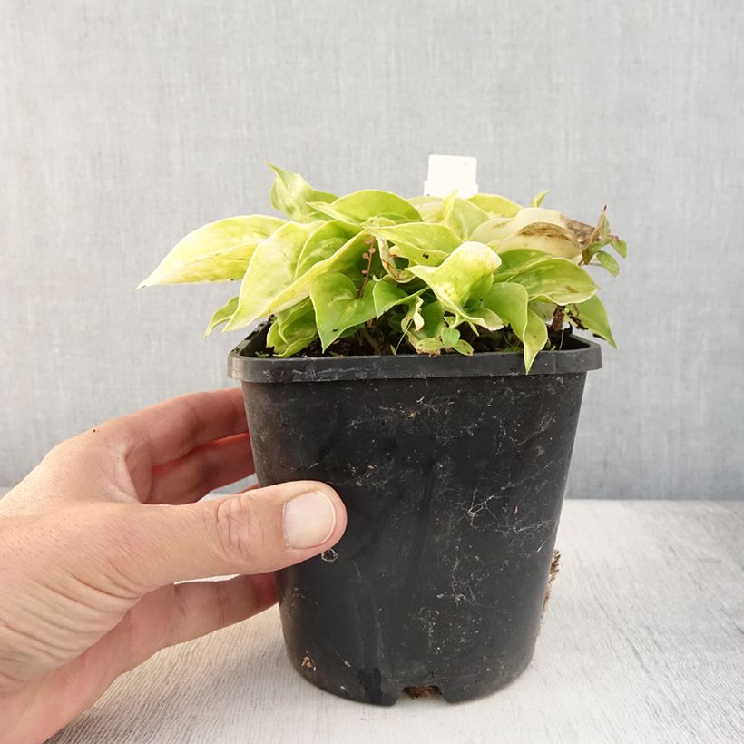 Amostra de Hosta Golden Needles Vaso de 1,5 L/2 L tal como entregue no verão