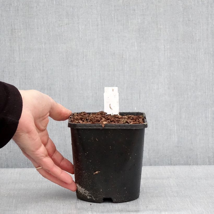 Amostra de Hosta Golden Needles Vaso de 1,5 L/2 L tal como entregue no inverno