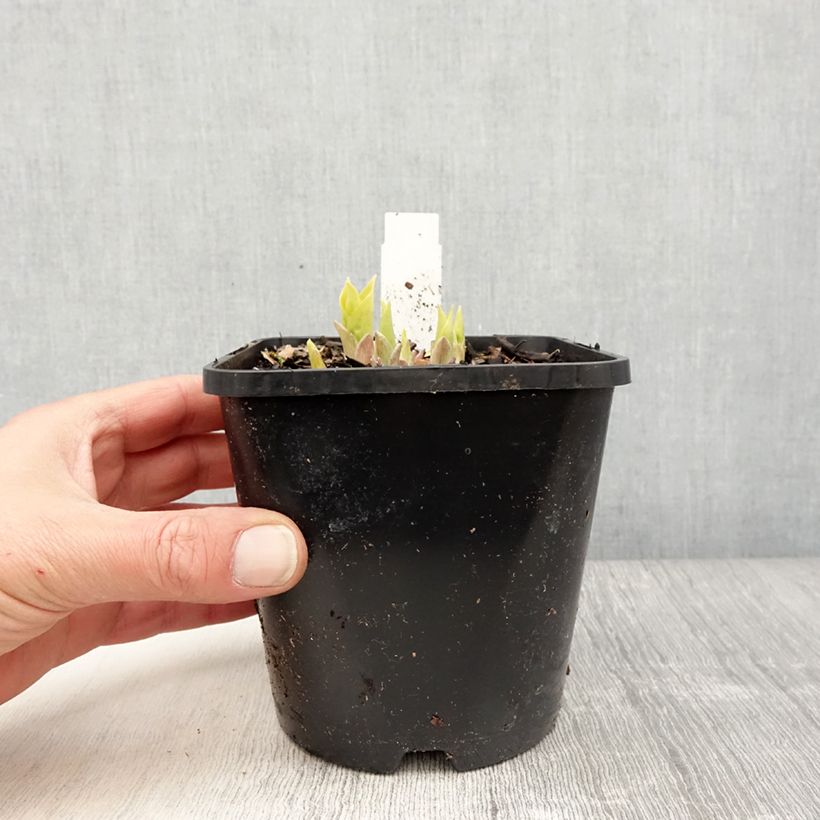 Amostra de Hosta Golden Needles Vaso de 1,5 L/2 L tal como entregue na primavera