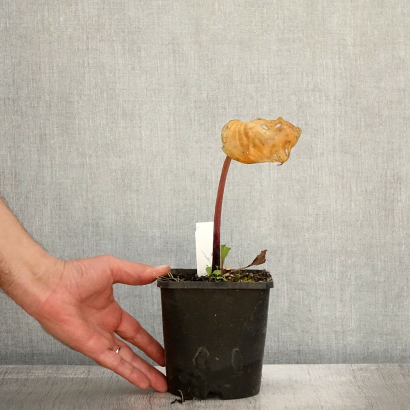Amostra de Hosta Gooseberry Sundae Pot de 1,5L/2L tal como entregue no outono