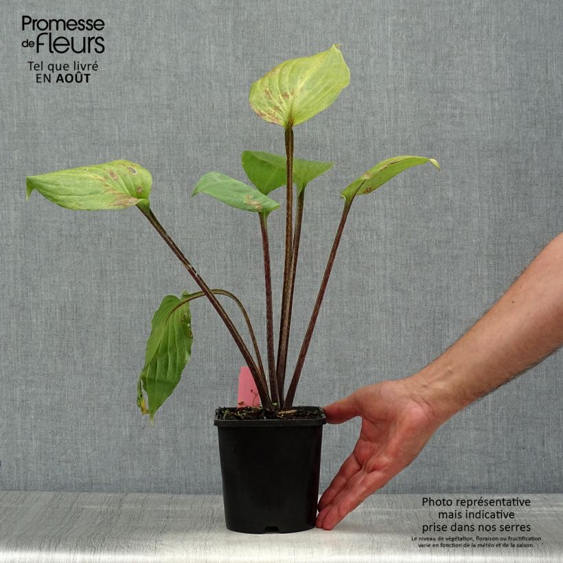 Amostra de Hosta Gooseberry Sundae Vaso de 1,5 L/2 L tal como entregue no verão