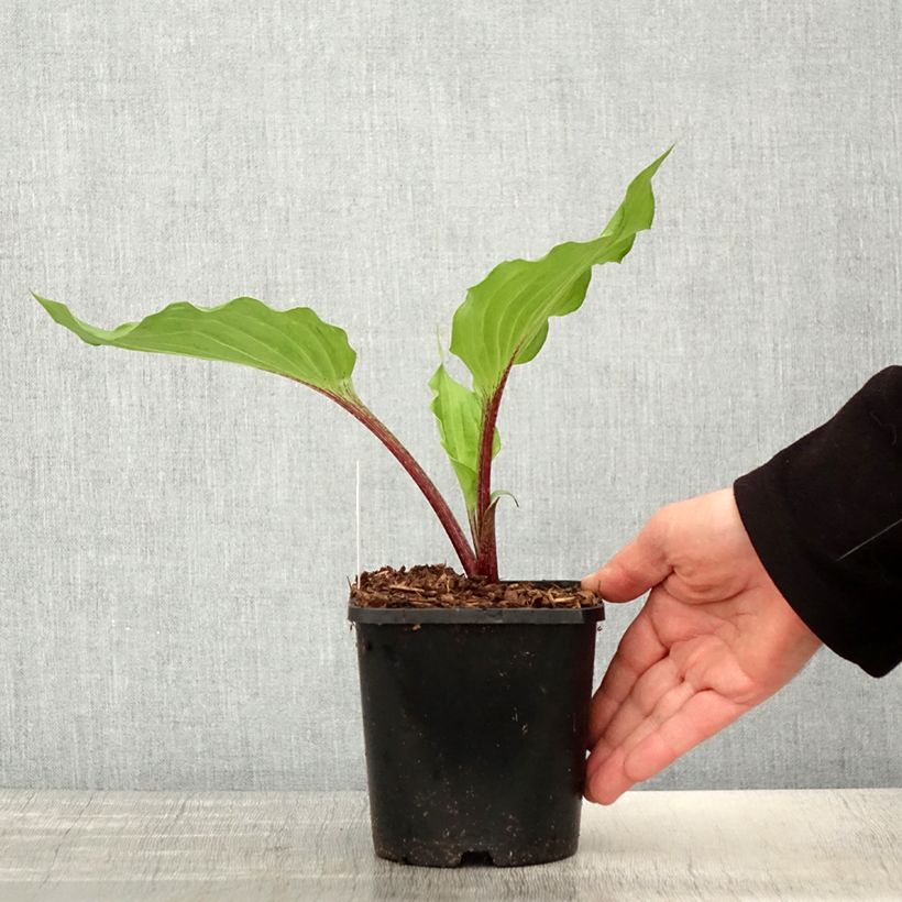 Amostra de Hosta Gooseberry Sundae Vaso de 1,5 L/2 L tal como entregue na primavera