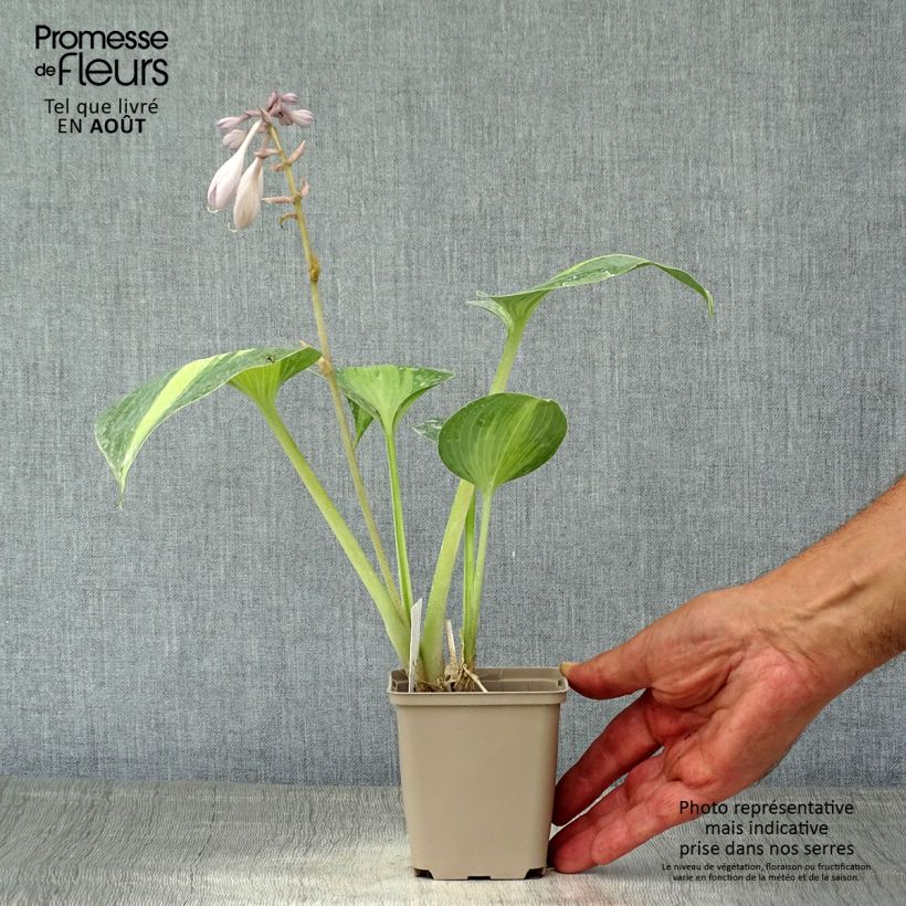 Amostra de Hosta Grand Marquee Vaso de 8/9 cm tal como entregue no verão
