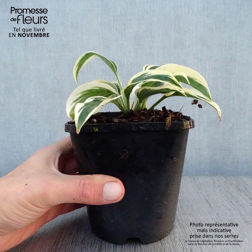 Amostra de Hosta Great Escape Vaso de 1,5 L/2 L tal como entregue no outono