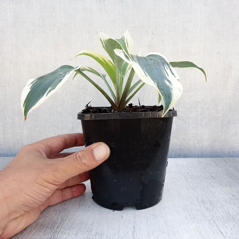 Amostra de Hosta Great Escape Vaso de 1,5 L/2 L tal como entregue no verão