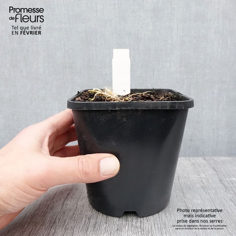 Amostra de Hosta Great Expectations Pot de 1,5L/2L tal como entregue no inverno