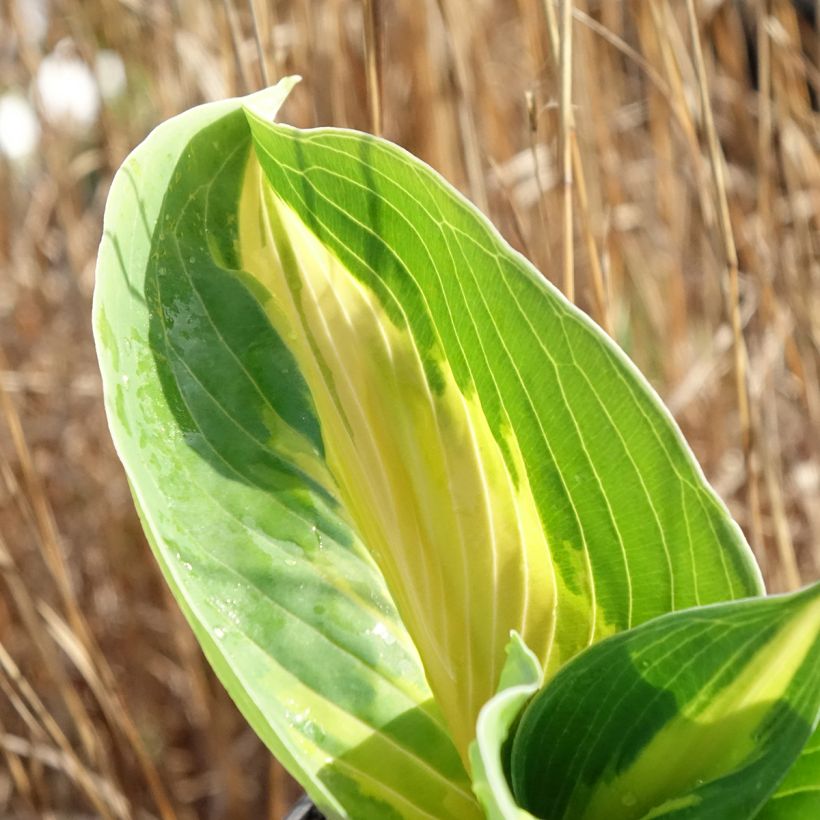 Hosta Great Expectations (Folhagem)