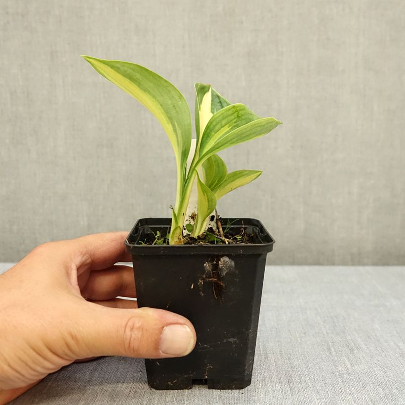 Amostra de Hosta Great Expectations Vaso de 8/9 cm tal como entregue no verão