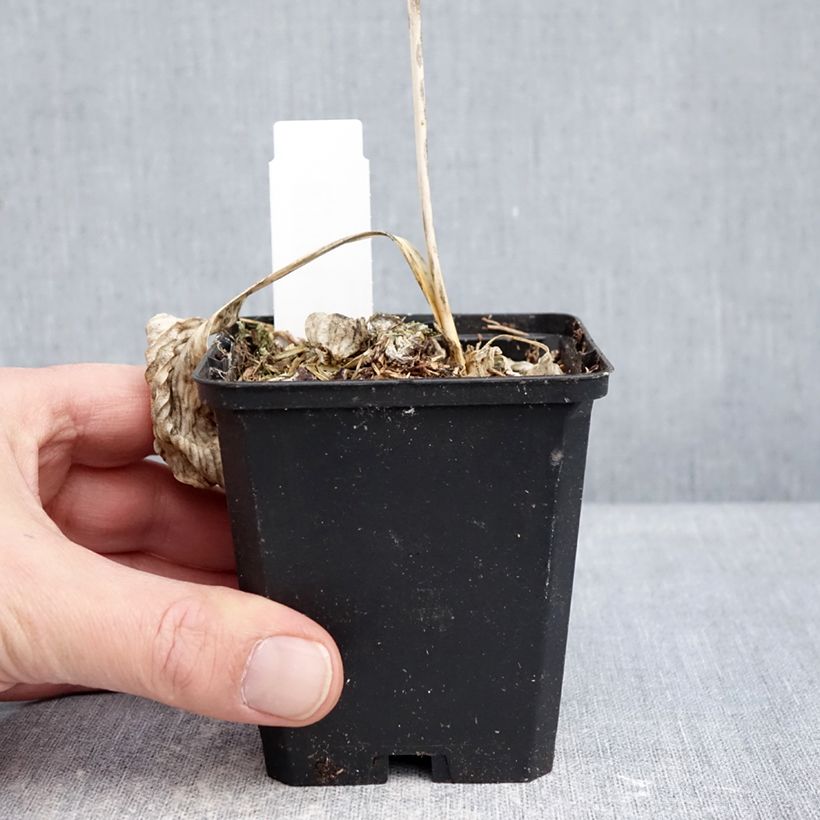 Amostra de Hosta Great Expectations Vaso de 8/9 cm tal como entregue no inverno