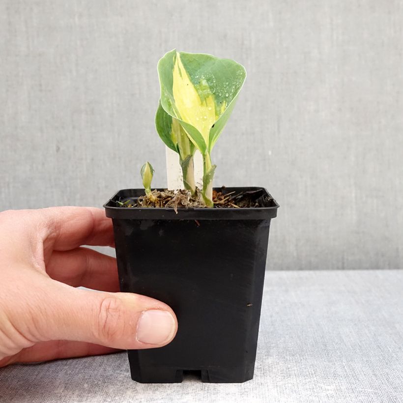 Amostra de Hosta Great Expectations Vaso de 8/9 cm tal como entregue na primavera