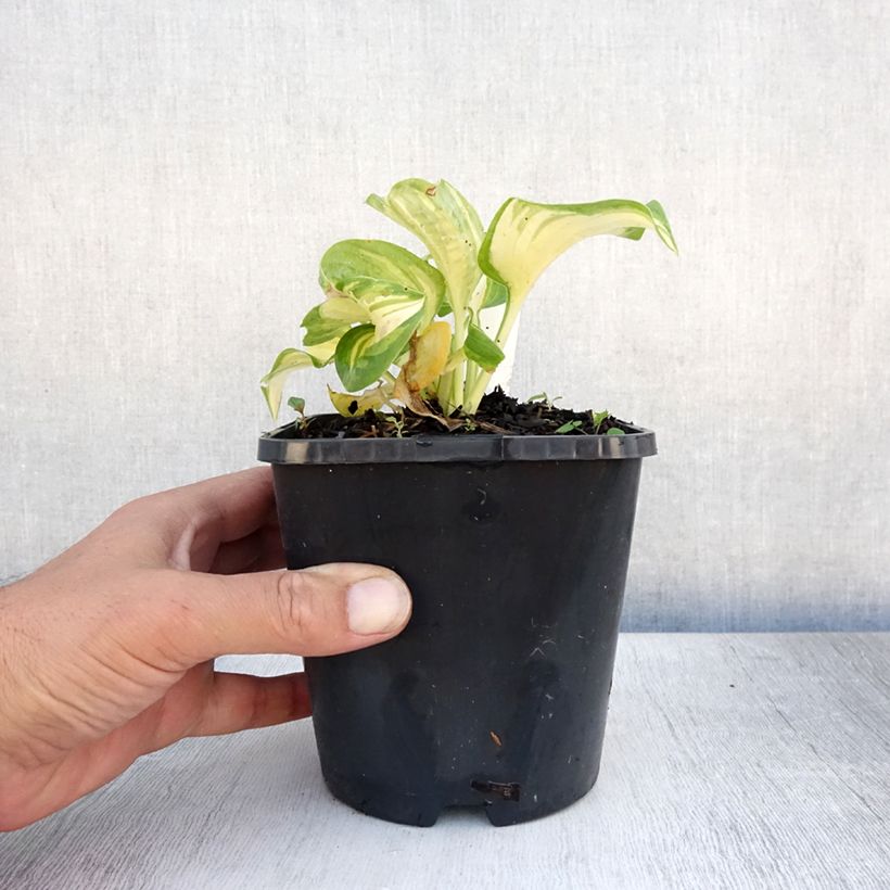 Amostra de Hosta Great Expectations Vaso de 1,5 L/2 L tal como entregue no verão