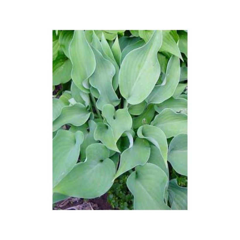 Hosta Grey Beauty (Folhagem)