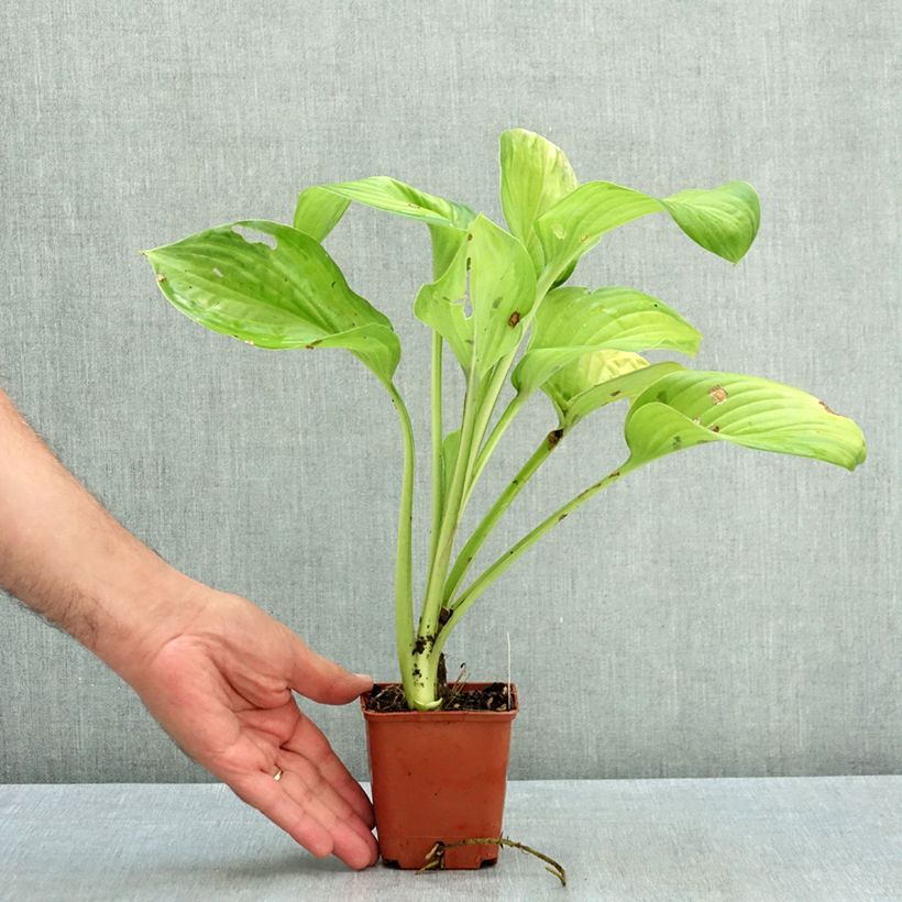 Amostra de Hosta Guacamole Vaso de 8/9 cm tal como entregue no verão