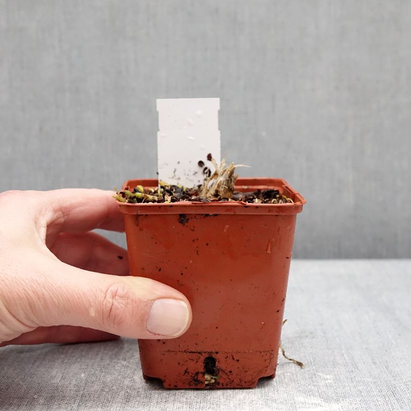 Amostra de Hosta Guacamole Vaso de 8/9 cm tal como entregue no inverno