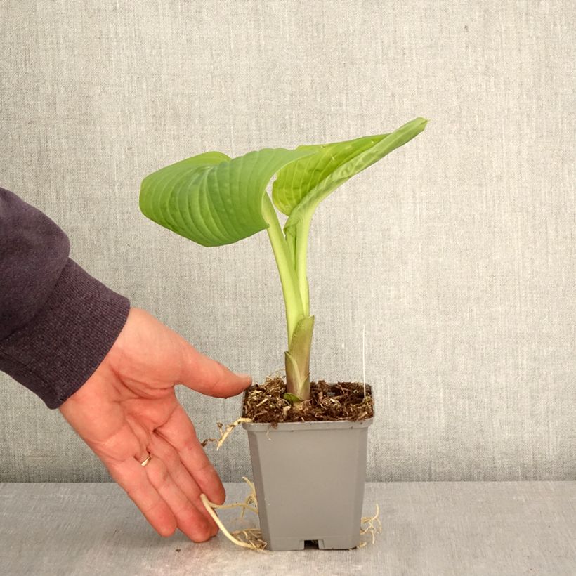 Amostra de Hosta Guacamole Vaso de 8/9 cm tal como entregue na primavera
