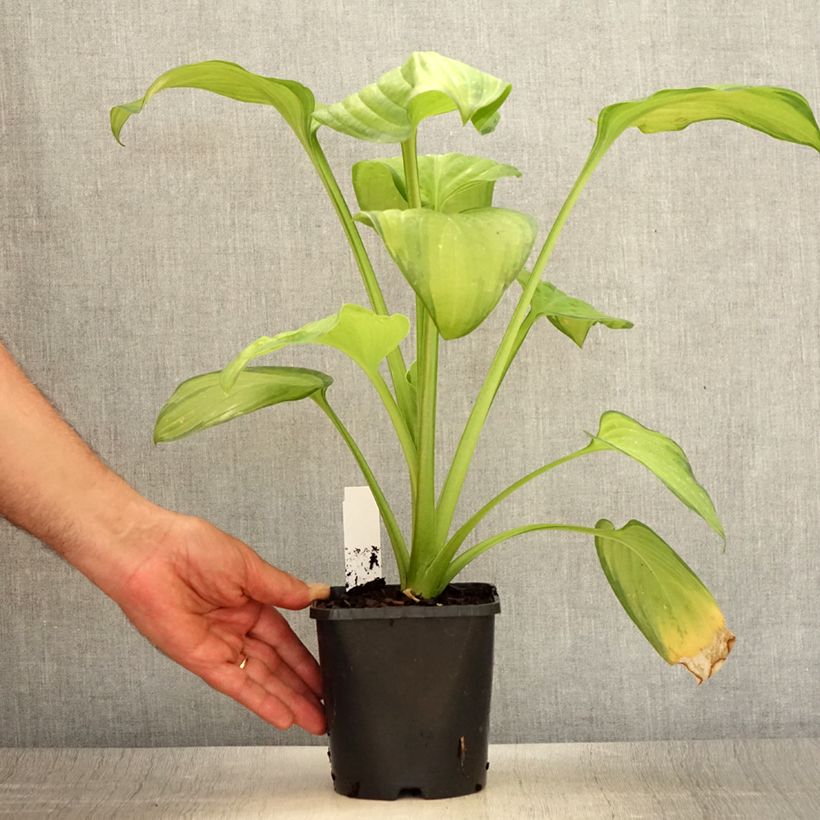 Amostra de Hosta Guacamole Vaso de 1,5 L/2 L tal como entregue no verão