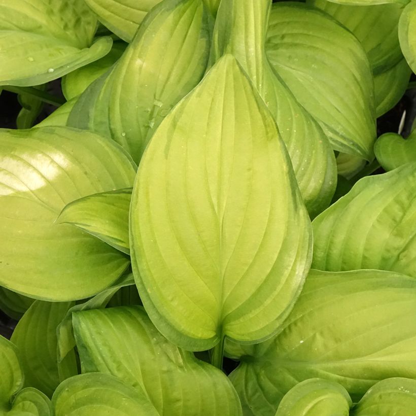 Hosta Guacamole (Folhagem)