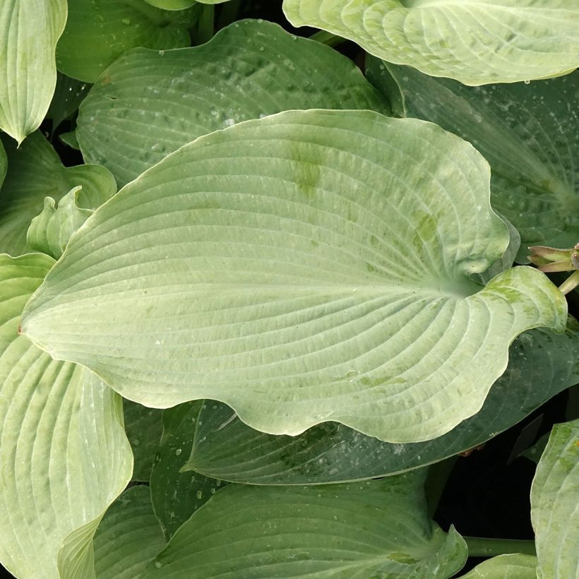 Hosta Guardian Angel (Folhagem)