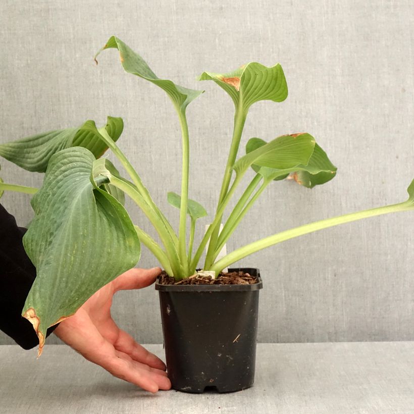 Amostra de Hosta Guardian Angel Vaso de 1,5 L/2 L tal como entregue no outono