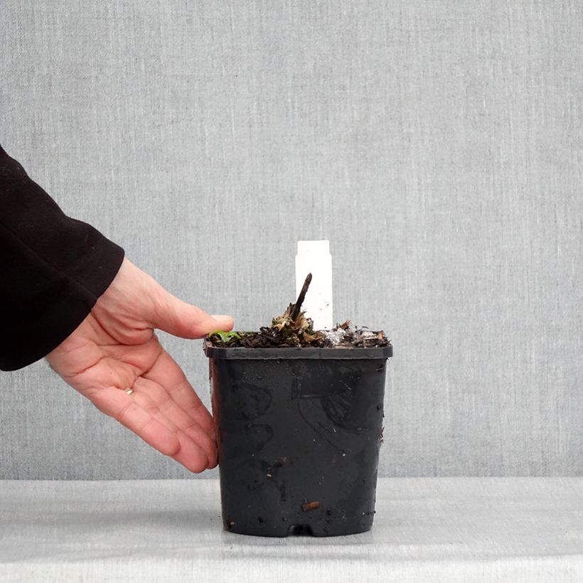 Amostra de Hosta Guardian Angel Pot de 1,5L/2L tal como entregue no inverno