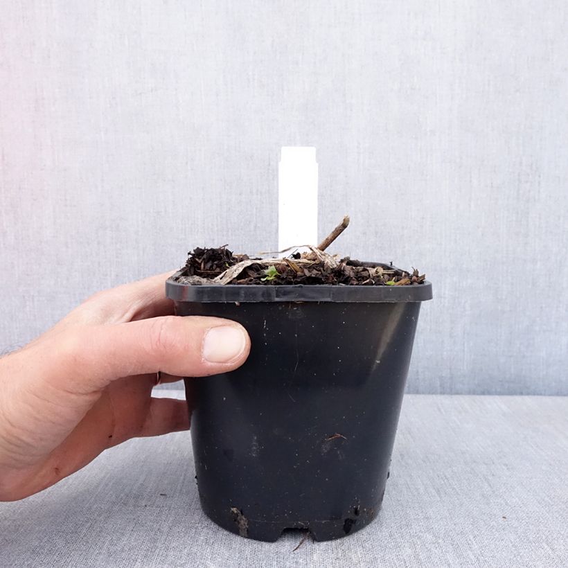 Amostra de Hosta Guardian Angel Vaso de 1,5 L/2 L tal como entregue na primavera