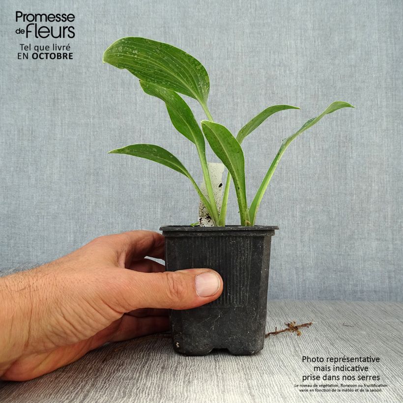 Amostra de Hosta tardiana Halcyon Vaso de 8/9 cm tal como entregue no outono